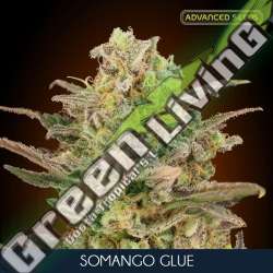 100 UND FEM - SOMANGO GLUE ADVANCED SEEDS 100 UND FEM