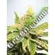 25 UND FEM - MAMACITA'S COOKIES MINISTRY SEEDS 25 UND FEMINIZADAS