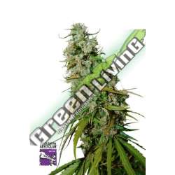 24 UND REG - KEES' OLD SCHOOL HAZE SUPER SATIVA SEED CLUB 24 UND REGULARES