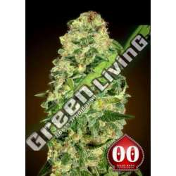 100 UND FEM - AUTO CALIFORNIA KUSH 00SEEDS 100 UND FEMINIZADAS