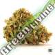 100 UND FEM - SHERBET POWER BULK SEED 100 UND FEM