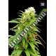 100 UND FEM - AUTO ZKITTLY ZI ZI BULK SEED 100 UND FEM