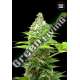 10 UND FEM - SHERBET POWER BULK SEED 10 UND FEM