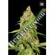 100 UND FEM - AUTO CBD WHITE WIDOW BULK SEED 100 UND FEM