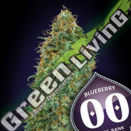 100 UND FEM - BLUEBERRY 00SEEDS 100 UND FEMINIZADAS