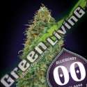 100 UND FEM - BLUEBERRY 00SEEDS 100 UND FEMINIZADAS