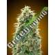 100 UND FEM - AUTO 00 CHEESE 00SEEDS 100 UND FEMINIZADAS