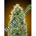 100 UND FEM - AUTO 00 CHEESE 00SEEDS 100 UND FEMINIZADAS