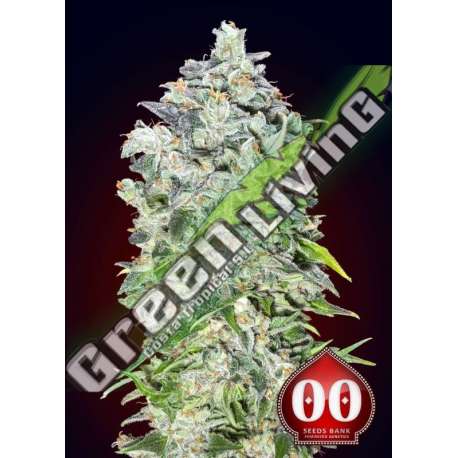 100 UND FEM - AUTO 00 KUSH 00SEEDS 100 UND FEMINIZADAS