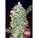 100 UND FEM - AUTO 00 KUSH 00SEEDS 100 UND FEMINIZADAS