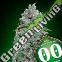 100 UND FEM - AUTO AFGHAN MASS XXL 00SEEDS 100 UND FEMINIZADAS