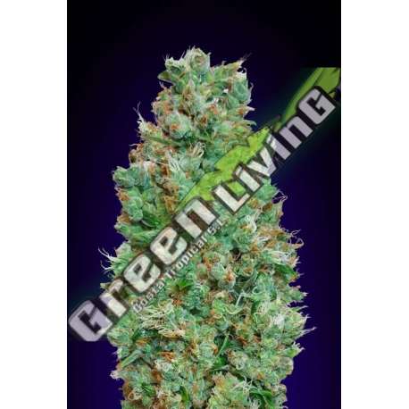 100 UND FEM - AUTO BLUEBERRY 00SEEDS 100 UND FEMINIZADAS