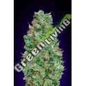 100 UND FEM - AUTO BLUEBERRY 00SEEDS 100 UND FEMINIZADAS