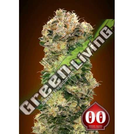 100 UND FEM - AUTO SWEET SOMANGO 00SEEDS 100 UND FEMINIZADAS