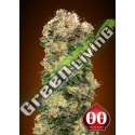 100 UND FEM - AUTO SWEET SOMANGO 00SEEDS 100 UND FEMINIZADAS