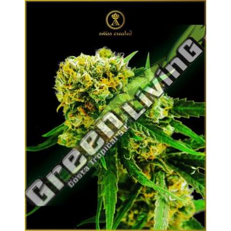 100 UND FEM - AUTOMATIC AMNESIA HAZE ANACONDA SEEDS FEMINIZADA 100 UND