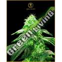 100 UND FEM - HYPNOTIC ANACONDA SEEDS FEMINIZADA 100 UND