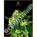 100 UND FEM - RUSSIAN GOLD ANACONDA SEEDS FEMINIZADA 100 UND