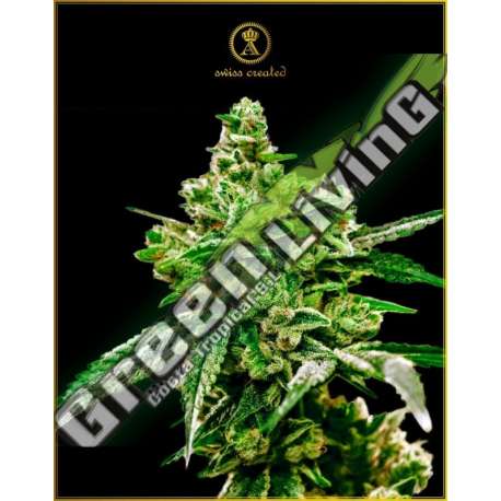 100 UND FEM - WHITE WIDOW ANACONDA SEEDS FEMINIZADA 100 UND