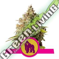 100 UND FEM - ROYAL GORILLA USA PREMIUM ROYAL QUEEN 100 UND FEMINIZADAS