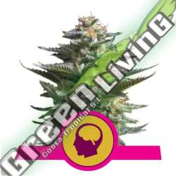 100 UND FEM - AMNESIA HAZE ROYAL QUEEN 100 UND FEMINIZADAS