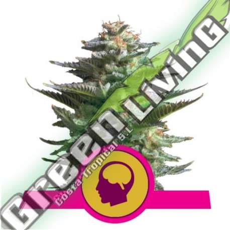 100 UND FEM - AMNESIA HAZE ROYAL QUEEN 100 UND FEMINIZADAS