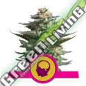 100 UND FEM - AMNESIA HAZE ROYAL QUEEN 100 UND FEMINIZADAS