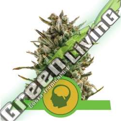 100 UND FEM - AMNESIA HAZE AUTOMATIC ROYAL QUEEN 100 UND FEMINIZADAS