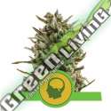 100 UND FEM - AMNESIA HAZE AUTOMATIC ROYAL QUEEN 100 UND FEMINIZADAS