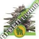100 UND FEM - ROYAL GORILLA AUTOMATIC USA PREMIUM ROYAL QUEEN 100 UND FEMINIZADAS