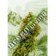 3 UND FEM - SWISS DREAM CBD KANNABIA 3 UND FEMINIZADAS