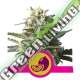 100 UND FEM - LEMON SHINING SILVER HAZE ROYAL QUEEN 100 UND FEMINIZADAS