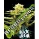 100 UND FEM - BLACK DREAM EVA SEEDS 100 UND FEMINIZADAS