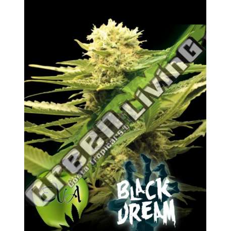 100 UND FEM - BLACK DREAM EVA SEEDS 100 UND FEMINIZADAS