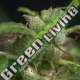 5 UND REG - ATHINA N. GREEK TROPICAL SEEDS 5 UND REGULARES
