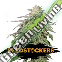 100 UND FEM - COOKIES AND CREAM AUTO SEEDSTOCKERS 100 UND FEMINIZADAS