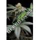 10 UND FEM - SAN BACIO GELATO HUMBOLDT SEEDS 10 UND FEM FEMINIZADAS