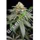10 UND FEM - PURPLE MATCHA HUMBOLDT SEEDS 10 UND FEM FEMINIZADAS