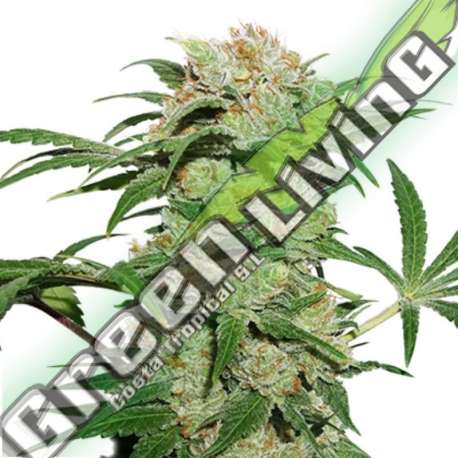 100 UND FEM - THIN MINT CRACK AUTO SEEDSTOCKERS 100 UND FEMINIZADAS