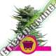 100 UND FEM - SHINING SILVER HAZE ROYAL QUEEN 100 UND FEMINIZADAS