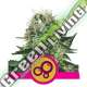 100 UND FEM - BUBBLE KUSH ROYAL QUEEN 100 UND FEMINIZADAS