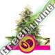 100 UND FEM - SOMANGO XL ROYAL QUEEN 100 UND FEMINIZADAS