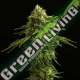 5 UND FEM - ZKIT KANDY DREAM EDITION KANNABIA SEEDS 5 UND FEM