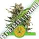 100 UND FEM - WHITE WIDOW AUTOMATIC ROYAL QUEEN 100 UND FEMINIZADAS