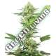 5 UND FEM - WHITE GORILLA HAZE SENSI WHITE LABEL 5 UND FEMINIZADAS