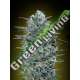 100 UND FEM - CRITICAL LEMON ADVANCED SEEDS 100 UND FEM