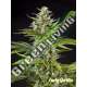 5 UND FEM - EARLY GORILLA PHILOSOPHER SEEDS 5 UND FEM
