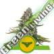 5 UND FEM - SHERBET QUEEN AUTO ROYAL QUEEN 5 UND FEMINIZADAS