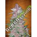 100 UND FEM - BLACKBERRY FASTBUDS SEEDS FEMINIZADA 100 UND