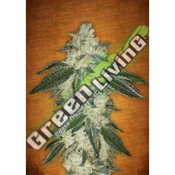 100 UND FEM - GREEN CRACK FASTBUDS SEEDS FEMINIZADA 100 UND